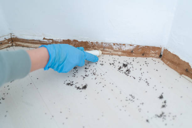 Best Affordable Pest Control Services  in Calumet City, IL