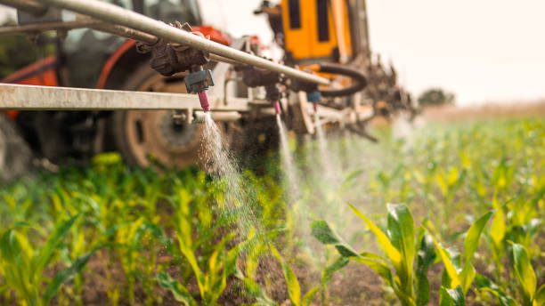 Best Ant Control Services  in Calumet City, IL